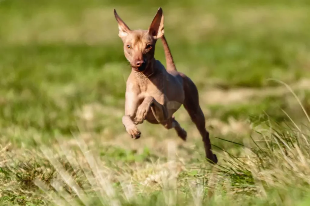 cachorro sem pelo