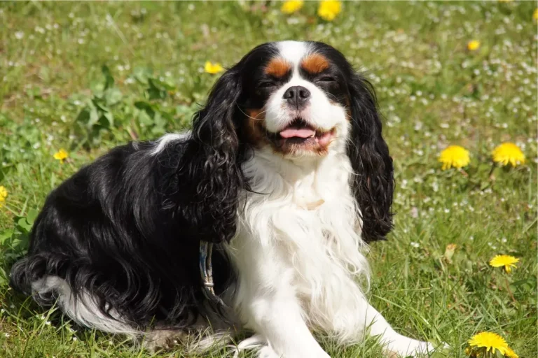 cavalier king charles spaniel