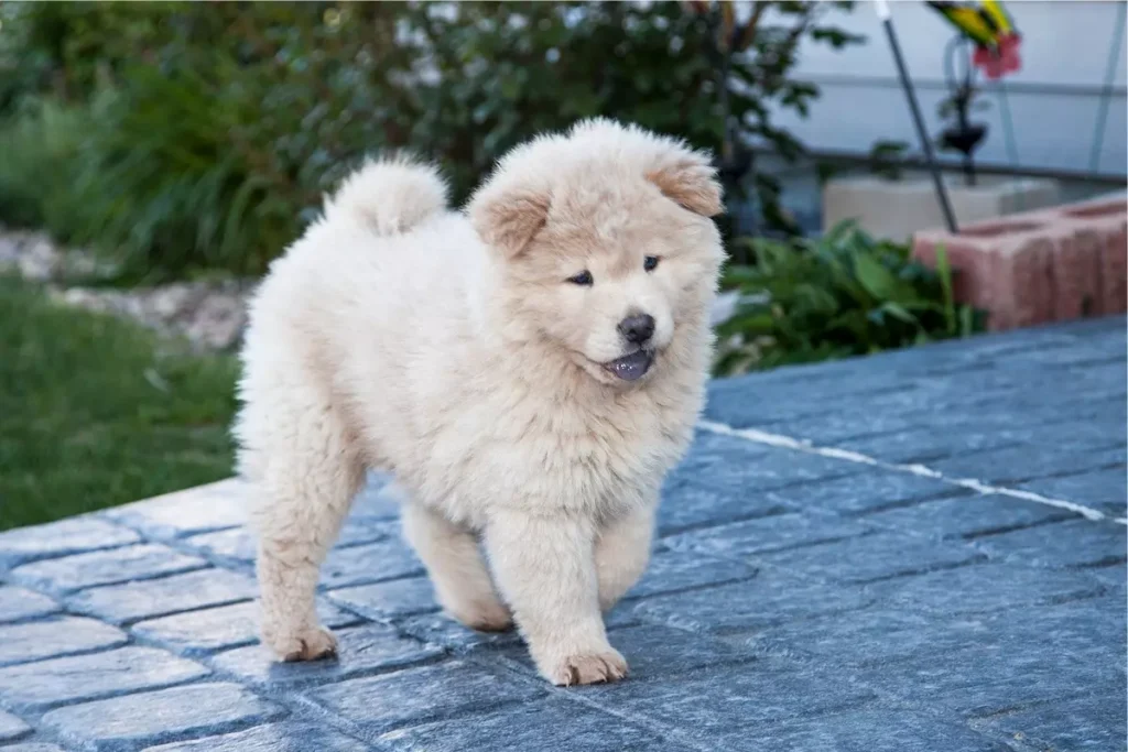 cachorro peludo