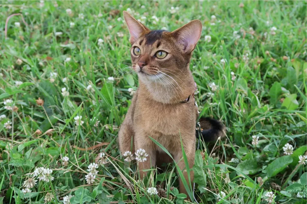 gato abissínio