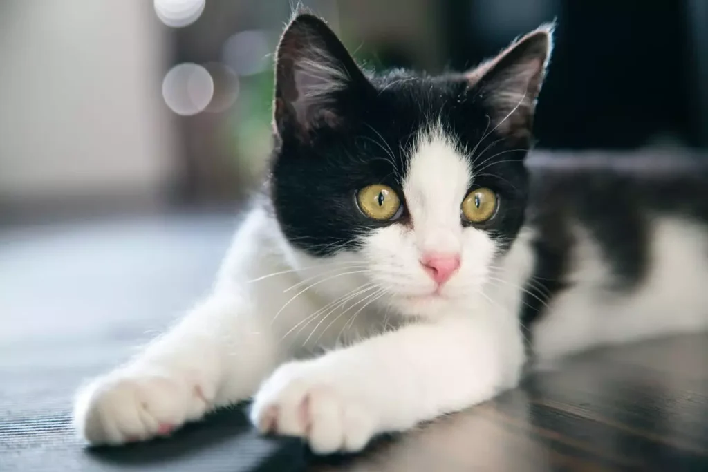 raças de gato preto e branco