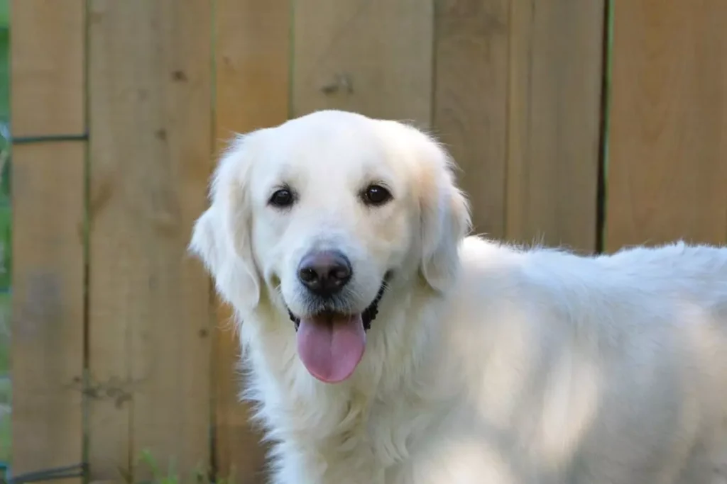 golden retriever