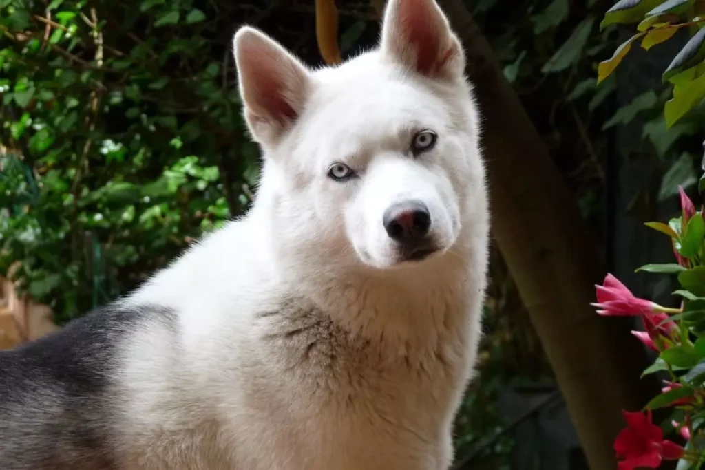 cachorro que parece lobo