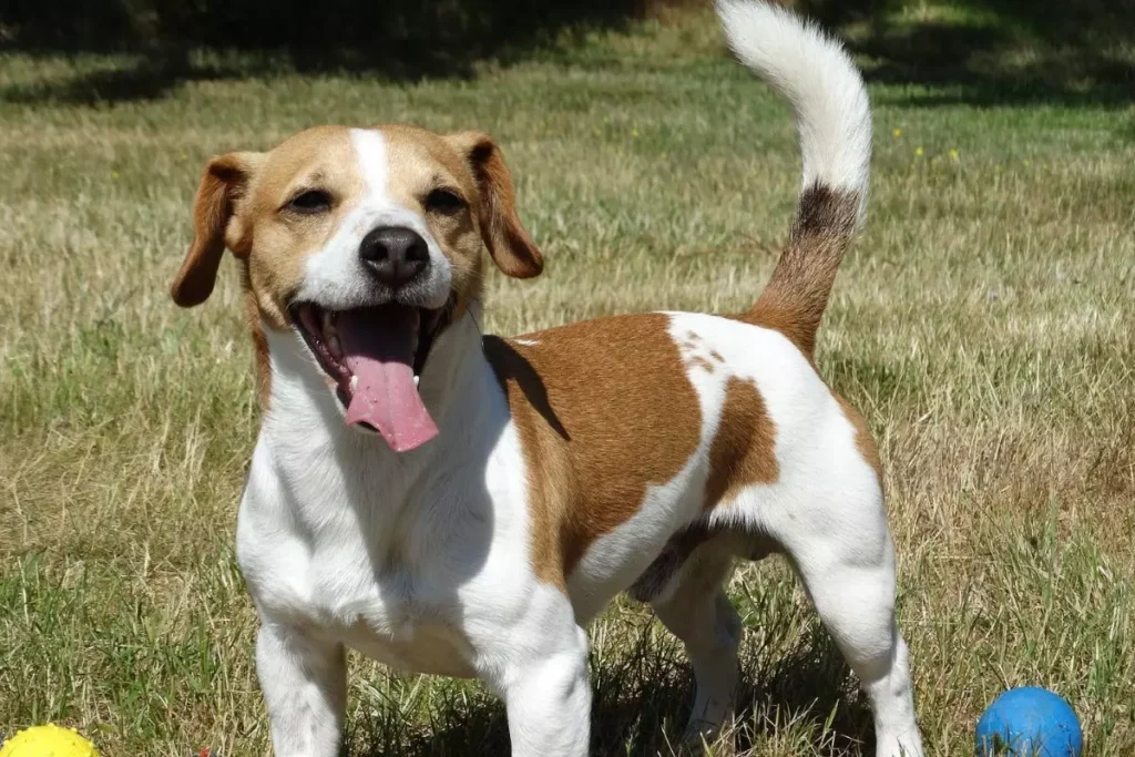 jack russell terrier o cachorro do Máskara