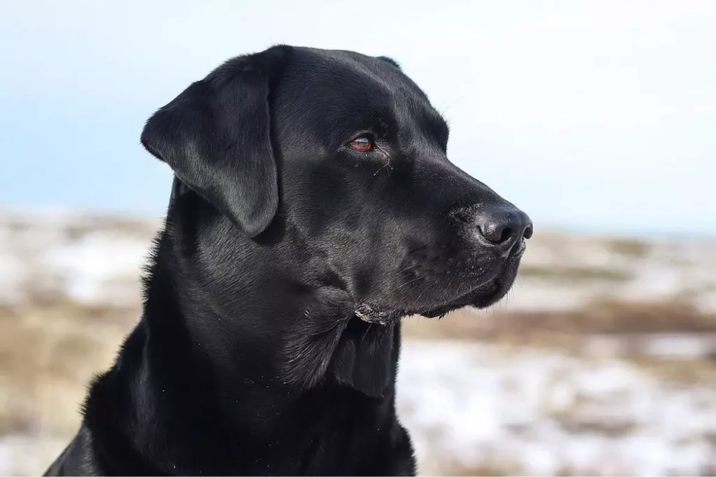 labrador