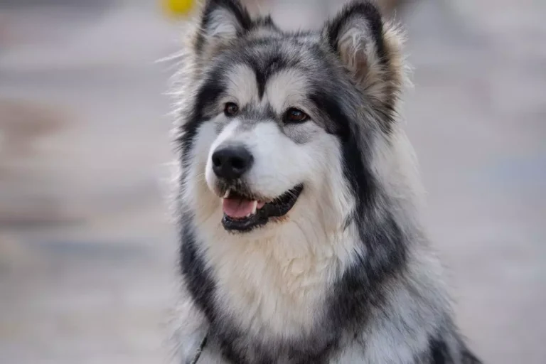 cachorro que parece lobo