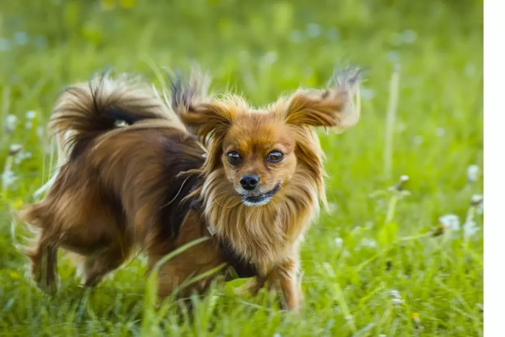 papillon cachorro mais inteligente do mundo