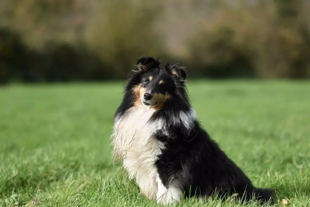 cachorro mais inteligente do mundo