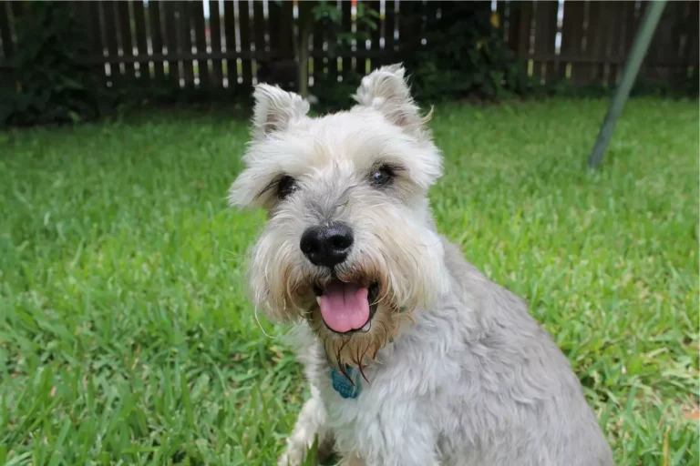 Schnauzer: tudo sobre a raça