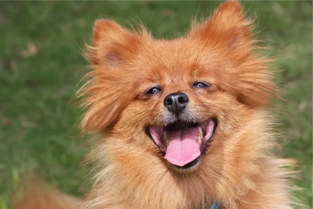 cachorro peludo