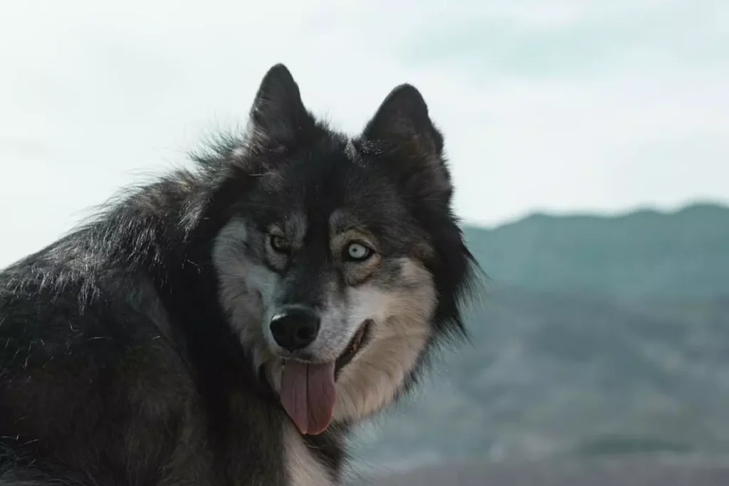 cachorro que parece lobo