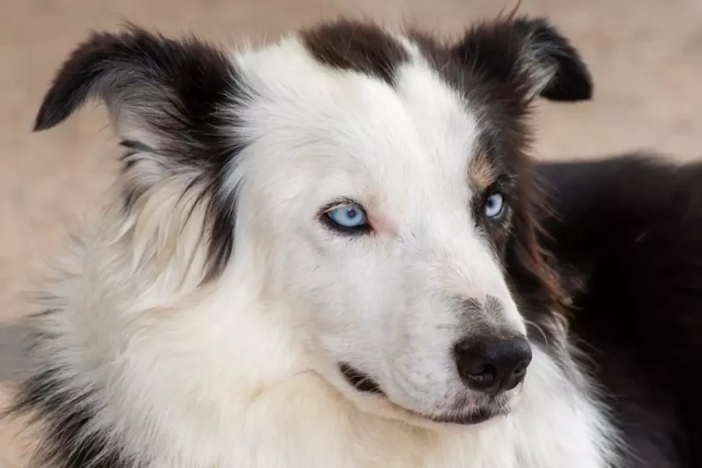 border collie