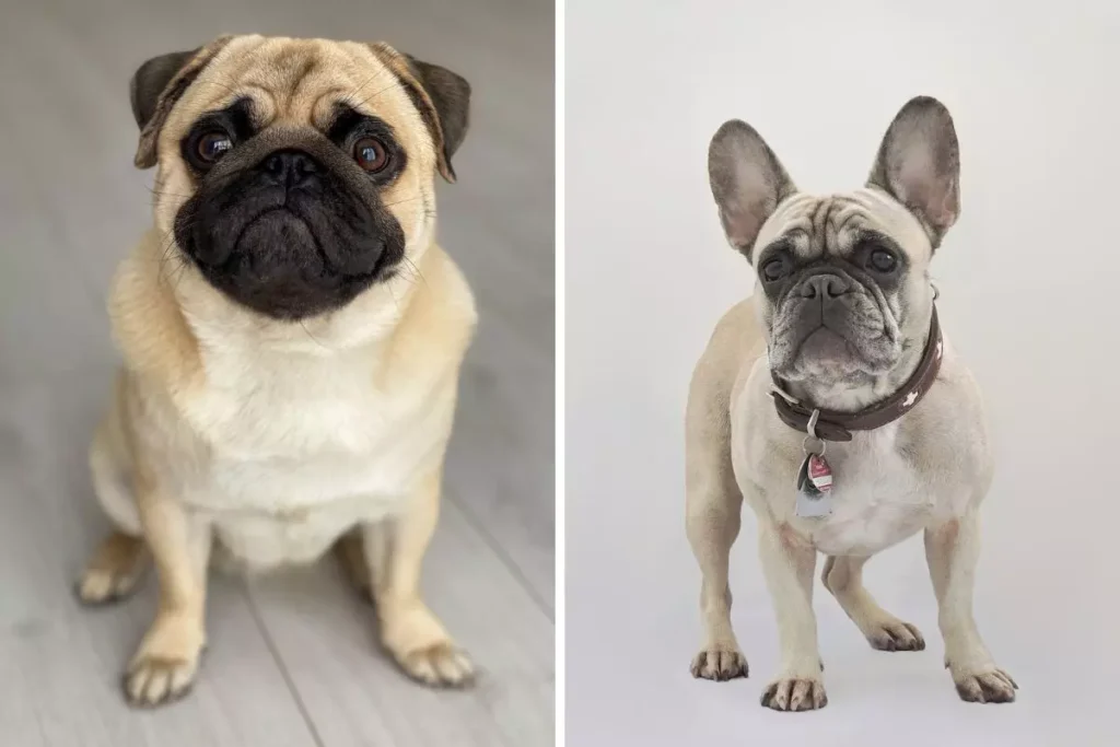 Diferença entre Pug e Buldogue Francês