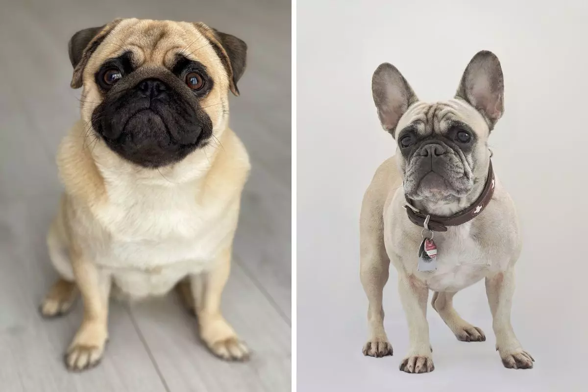 Diferenças entre Pug e Buldogue Francês: confira as principais
