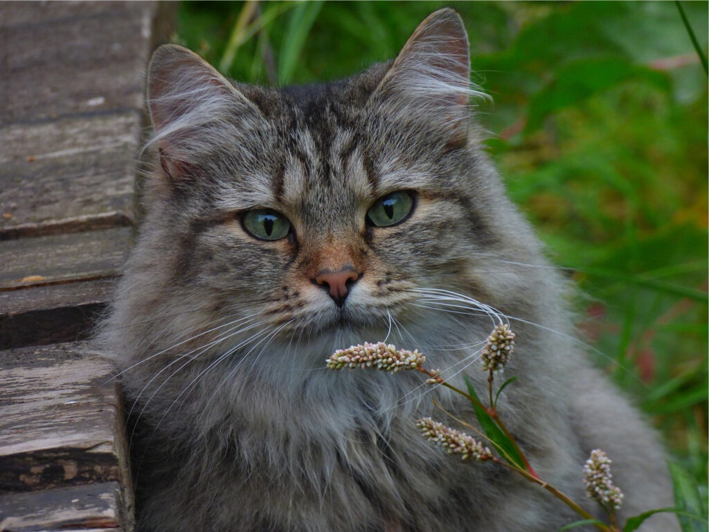 gato peludo