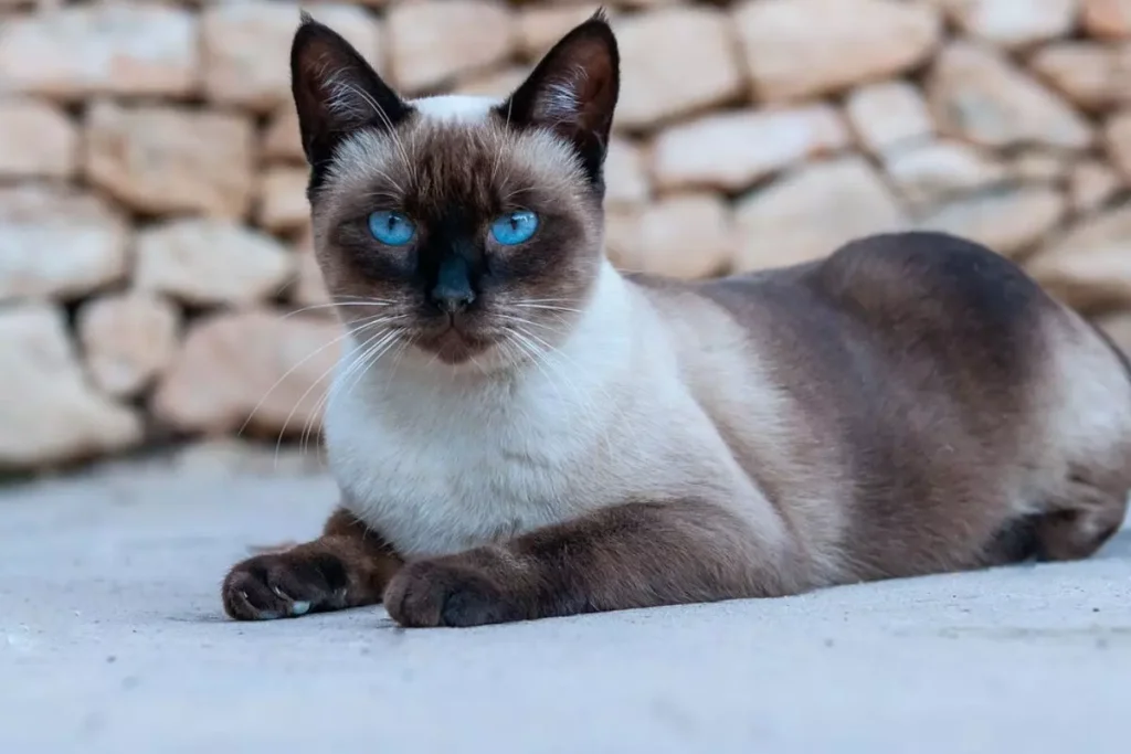 raças de gatos pequenos
