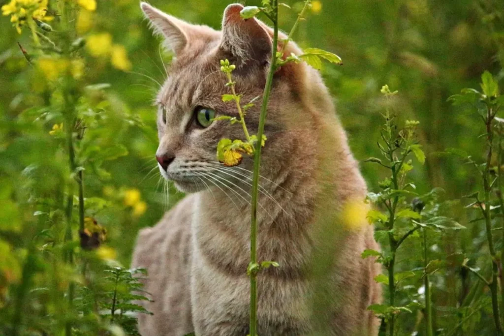 gato singapura