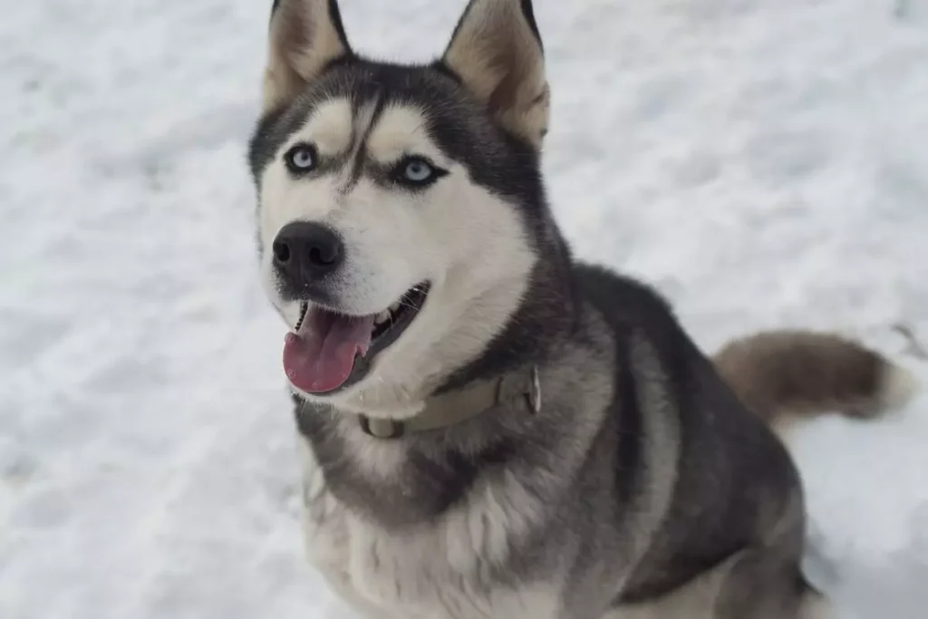 cachorro do olho azul