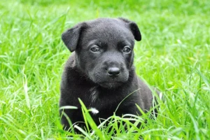 Nomes para cachorro preto