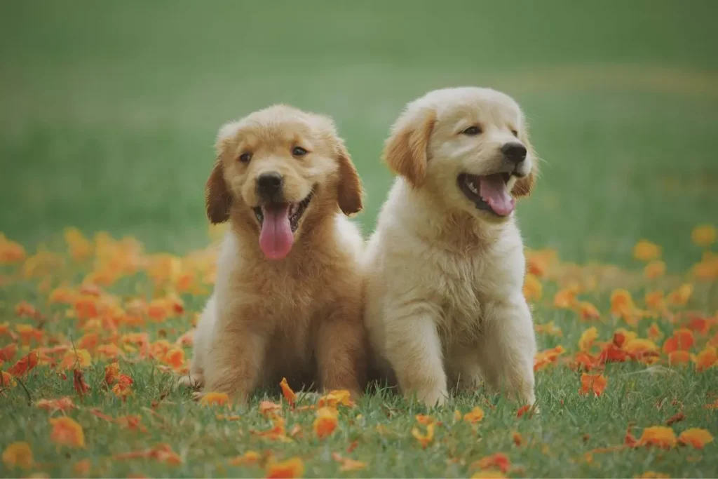 nomes para golden retriever