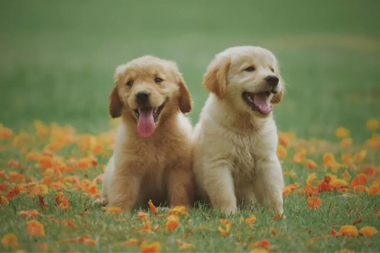 Nomes para Golden Retriever