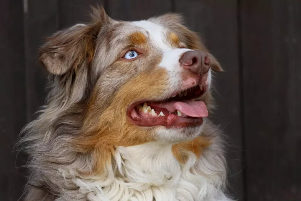 cachorro do olho azul