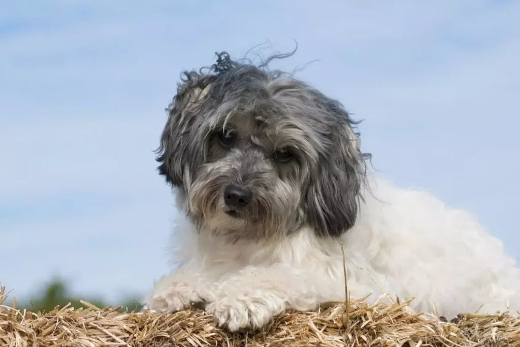 pequeno cão leão