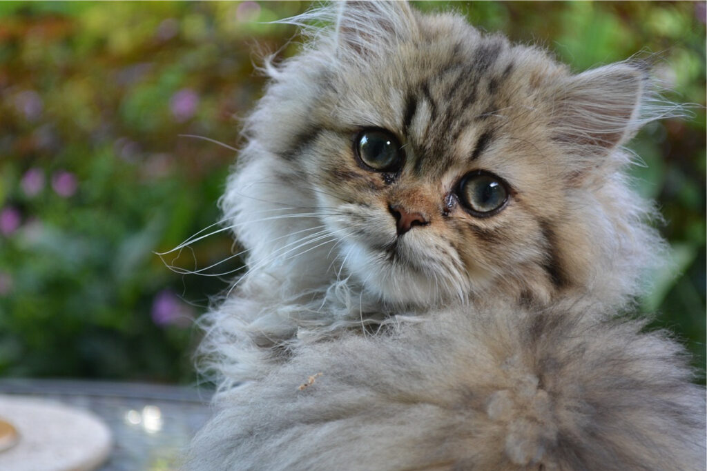 gato peludo