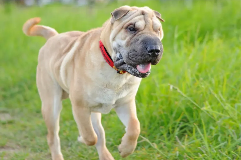 shar pei