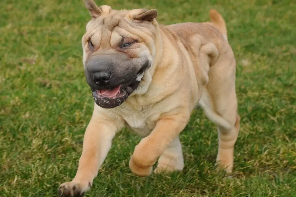 shar pei