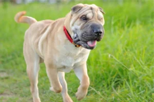 Shar Pei: saiba tudo sobre essa raça encantadora