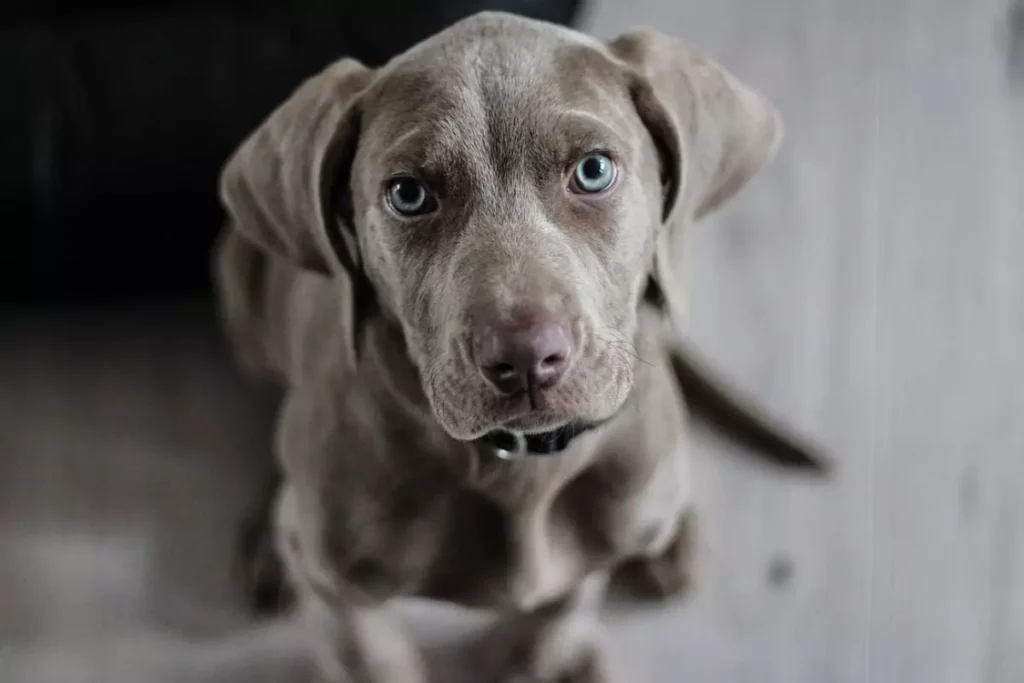 weimaraner