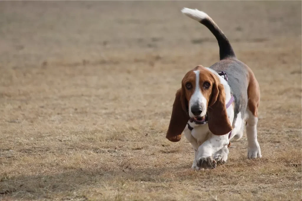 basset hound