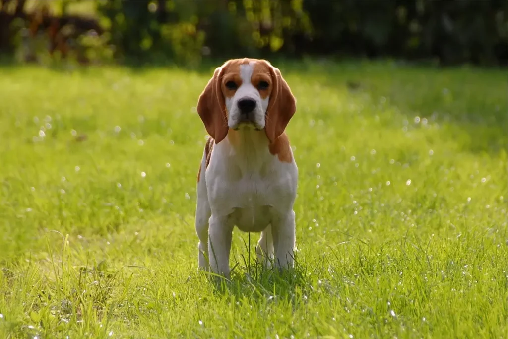 raças de cachorros de porte médio