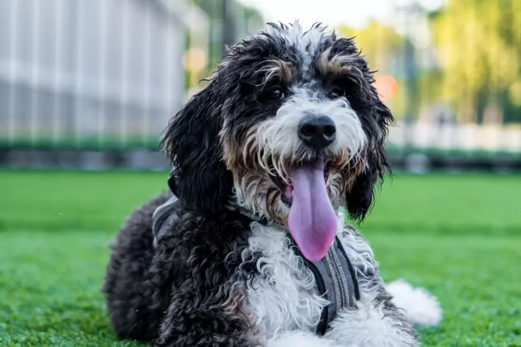 Bernedoodle