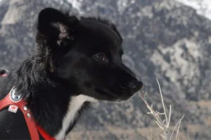 Cachorro Borador