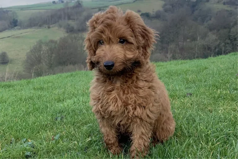 Cockapoo: saiba tudo sobre esse cachorro encantador