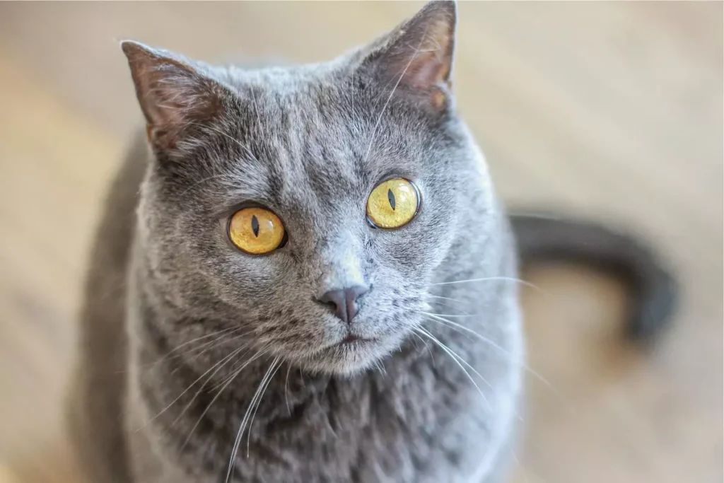 gato Chartreux