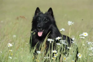 Pastor Belga Groenendael