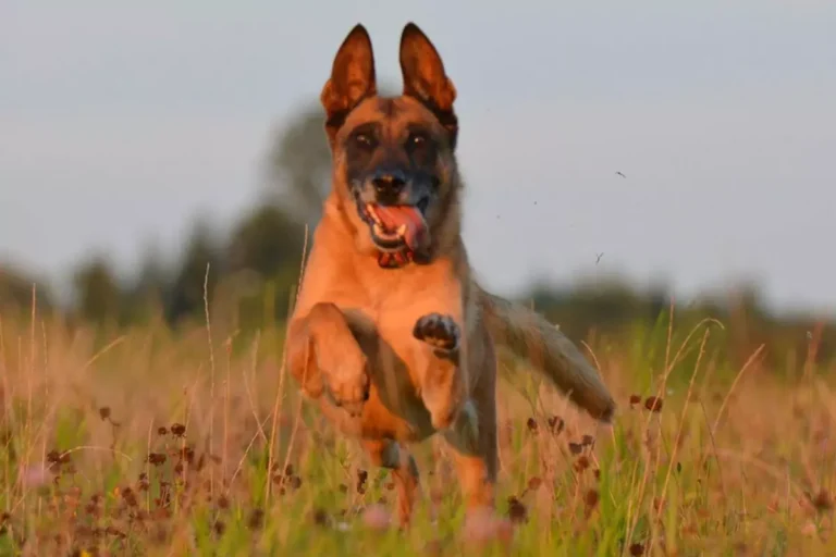 Pastor Belga Malinois