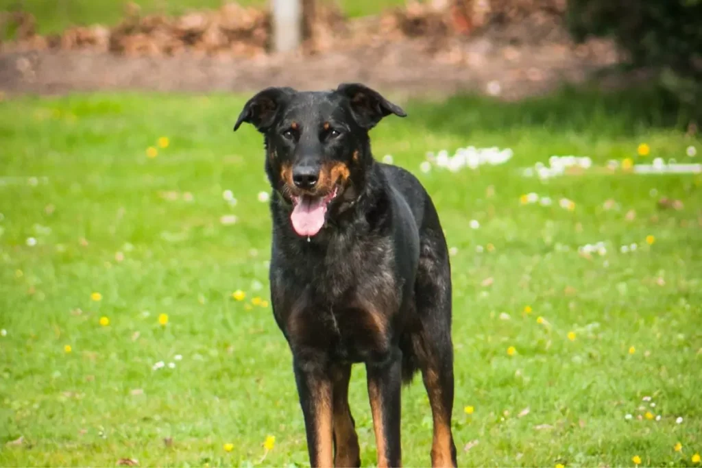 Pastor de Beauce ou beauceron