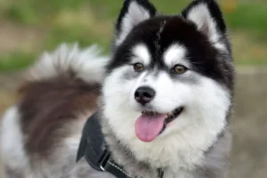 Pomsky: saiba tudo sobre esse cachorro fofinho