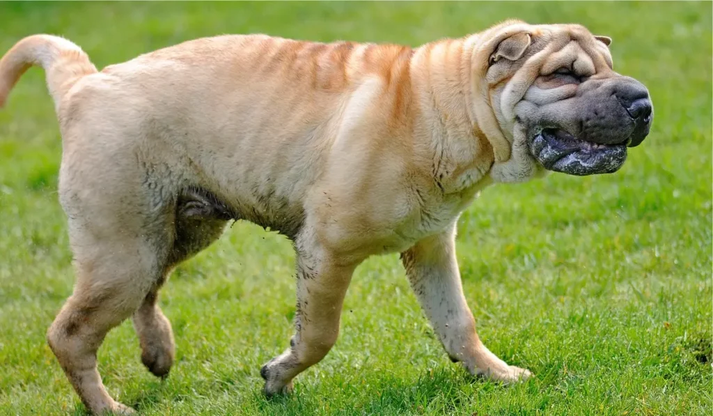 shar pei