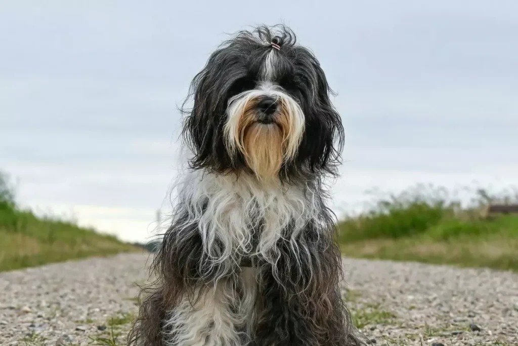 Terrier Tibetano