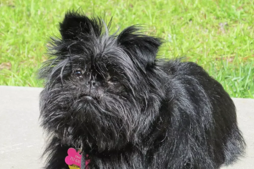 Affenpinscher