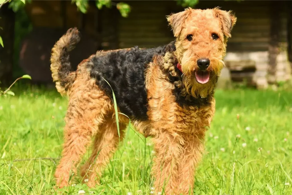 Airedale Terrier