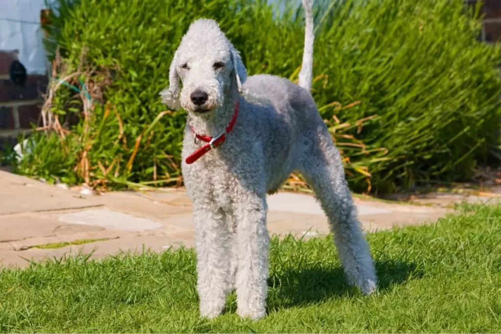 Bedlington Terrier