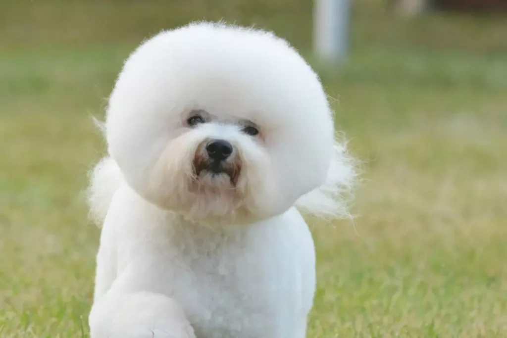 Bichon Frisé