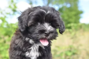Bichon Havanês