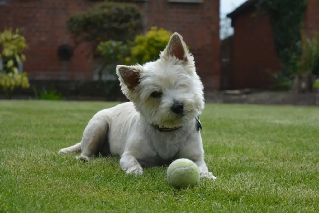 cairn terrier